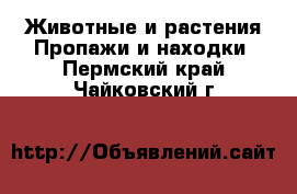 Животные и растения Пропажи и находки. Пермский край,Чайковский г.